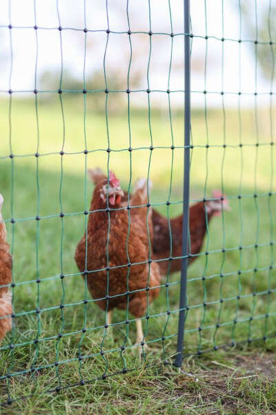 KERBL Geflügelnetz Premium